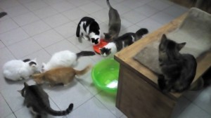 �����������